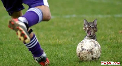 Gini Nih yang buat kucing punah.. sialan bener...hhrrrrrrr!!