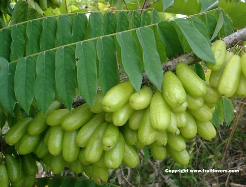 Mahasiswi Indonesia di NUS Singapore Ciptakan &quot;Wine&quot; dari Durian, Beritanya Mendunia