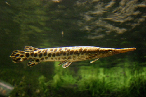 &#91;PIC&#93; Wah Gawat! Sungai &amp; Waduk Indonesia di Intervensi oleh ikan PIRANHA &amp; ALIGATOR