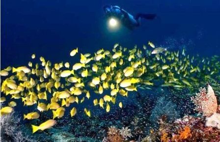 10 Tempat Diving Terindah DI Indonesia