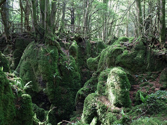 Puzzlewood - Inspirasi Lord Of The Ring