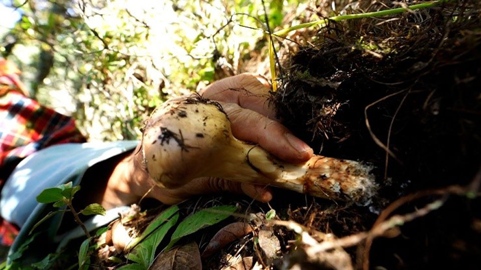 Manfaat Jamur Matsutake untuk Kesehatan Tubuh &#91;Kompetisi KGPT&#93;