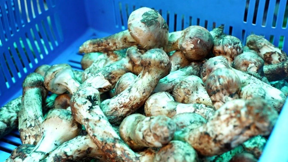 Manfaat Jamur Matsutake untuk Kesehatan Tubuh &#91;Kompetisi KGPT&#93;