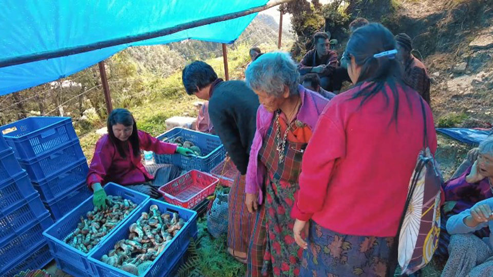 Manfaat Jamur Matsutake untuk Kesehatan Tubuh &#91;Kompetisi KGPT&#93;