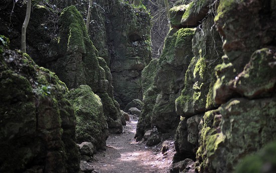 Puzzlewood - Inspirasi Lord Of The Ring
