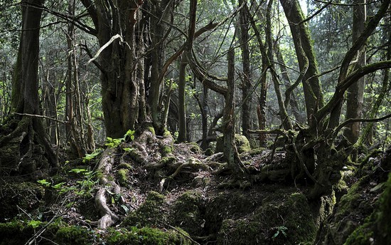 Puzzlewood - Inspirasi Lord Of The Ring