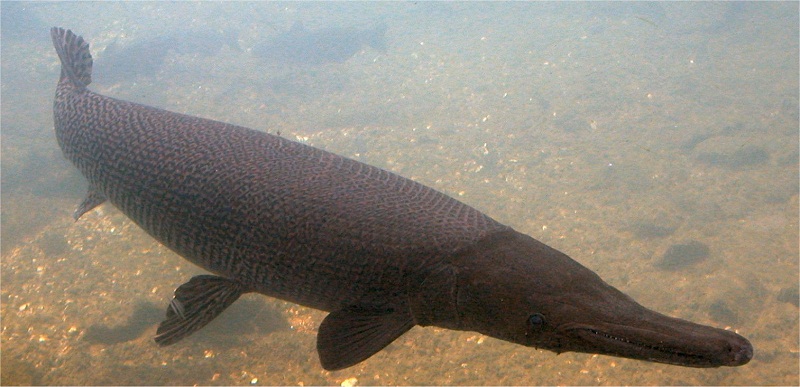 &#91;PIC&#93; Wah Gawat! Sungai &amp; Waduk Indonesia di Intervensi oleh ikan PIRANHA &amp; ALIGATOR