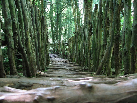 Puzzlewood - Inspirasi Lord Of The Ring