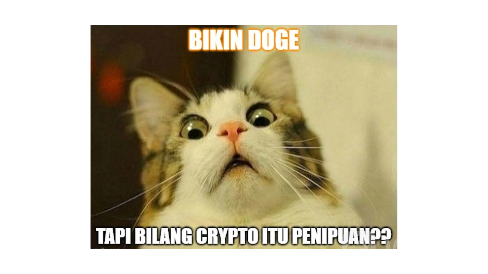Scam Dogecoin Baru Membuat Heboh di Twitter
