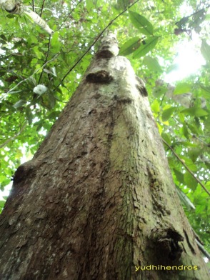 (Full Pic) Pohon Ulin, Pohon Terbesar dan Tertua di Indonesia