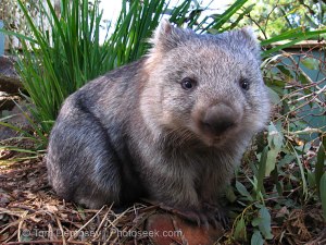 Uniknya Kotoran Wombat yang Berbentuk Kubus