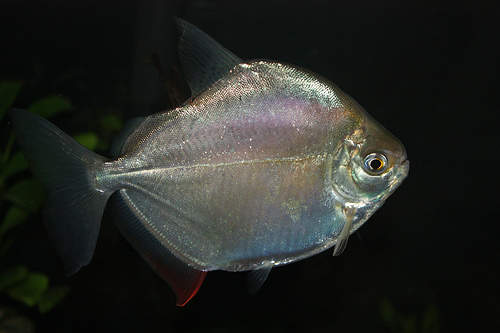 Cari Ikan Hias Pendiam